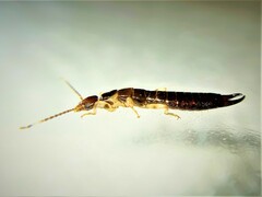 Euborellia annulipes