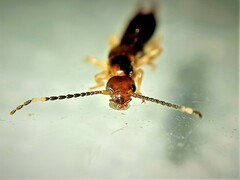 Euborellia annulipes