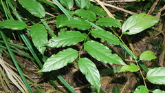 Rubus pyrifolius