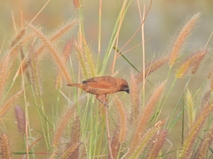 Lonchura punctulata