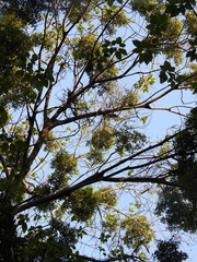 Viscum ovalifolium