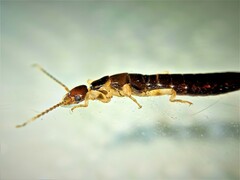 Euborellia annulipes