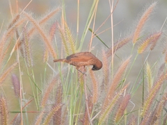 Lonchura punctulata