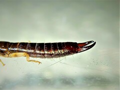 Euborellia annulipes