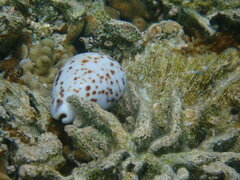 Cypraea tigris