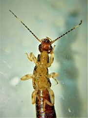 Euborellia annulipes