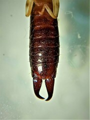 Euborellia annulipes