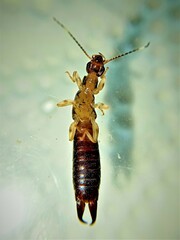 Euborellia annulipes