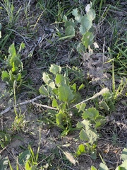 Acourtia nana