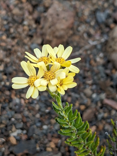 Hubertia tomentosa var. conyzoides image