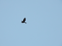 Aves