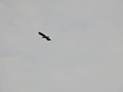 Aves