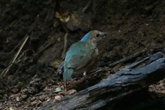 Hydrornis nipalensis