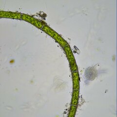 Rhizoclonium