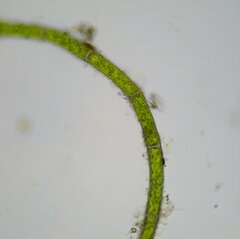 Rhizoclonium