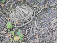 Fowlea flavipunctata