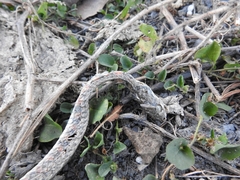 Fowlea flavipunctata