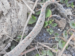 Fowlea flavipunctata