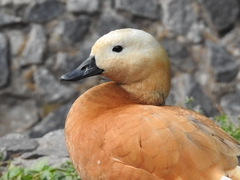 Tadorna ferruginea