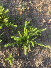 Crassula lanceolata transvaalensis