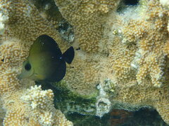 Zebrasoma scopas