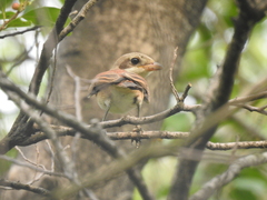 Lanius collurioides