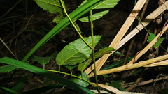 Rubus pyrifolius