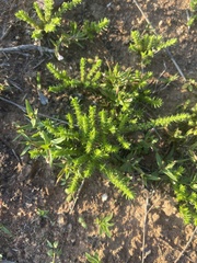 Crassula lanceolata transvaalensis