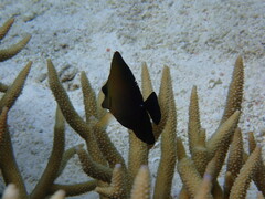 Zebrasoma scopas