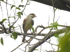 Lanius collurioides