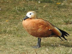 Tadorna ferruginea