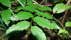 Rubus pyrifolius