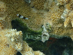 Halichoeres hortulanus