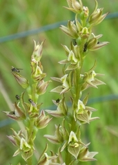 Prasophyllum murfetii