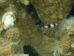 Halichoeres hortulanus