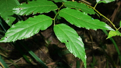 Rubus pyrifolius