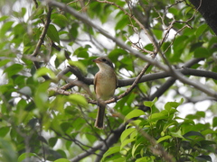 Lanius collurioides