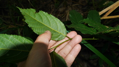 Rubus pyrifolius