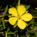 Hibbertia pustulifolia - Photo (c) Tim Hammer, some rights reserved (CC BY), uploaded by Tim Hammer