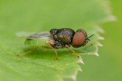 Oplodontha viridula