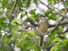 Lanius collurioides
