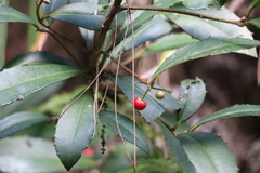 Ardisia cornudentata morrisonensis