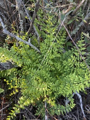 Cheilanthes viridis viridis