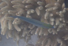 Halichoeres richmondi