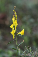Linaria angustissima
