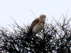 Circaetus pectoralis