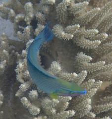 Halichoeres richmondi