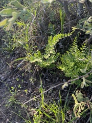 Cheilanthes viridis viridis