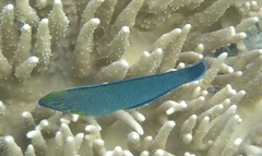 Halichoeres richmondi