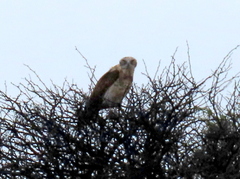 Circaetus pectoralis